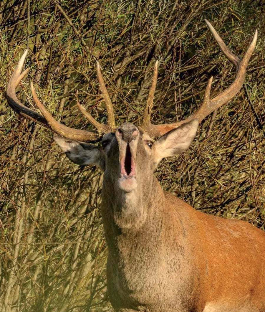 bramito cervo parco bramito cervo parco