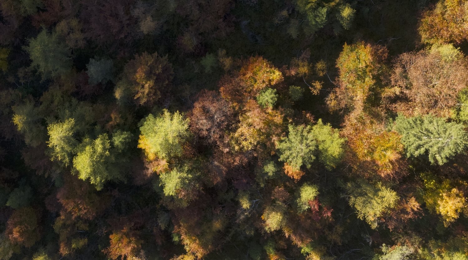 BOSCO-ALBERI-AUTUNNO-DK-578535