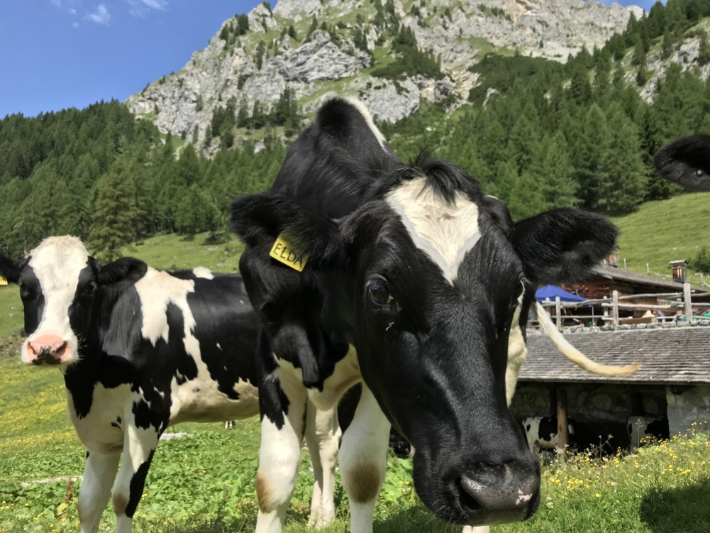 casera-tartoi-forni-di-sopra-dolomiti-3626
