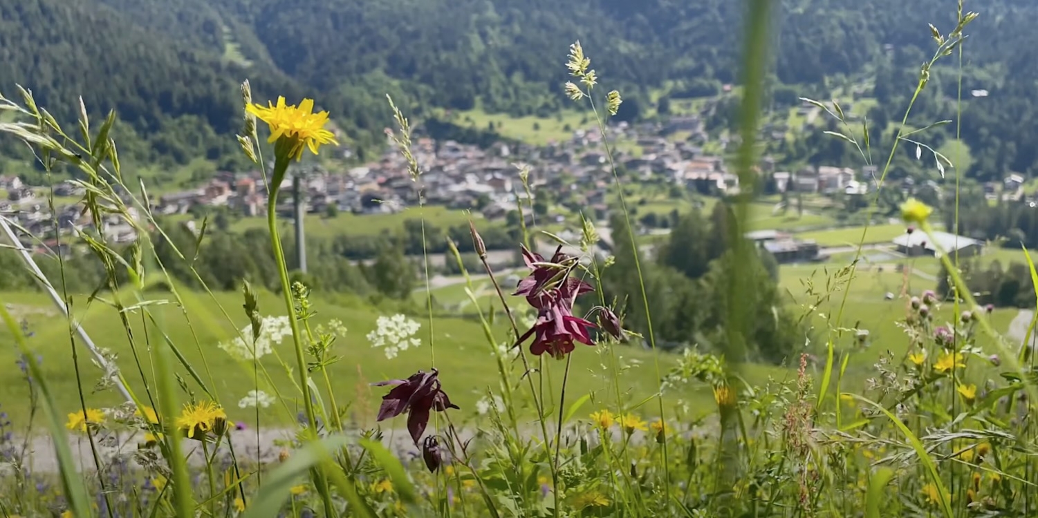 Festa-erbe-fornidisopra