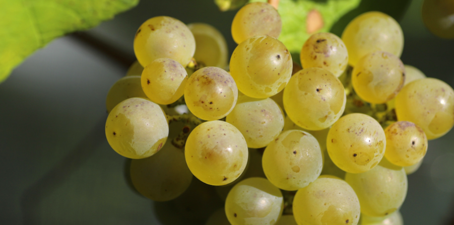 solaris-uva-baldovin