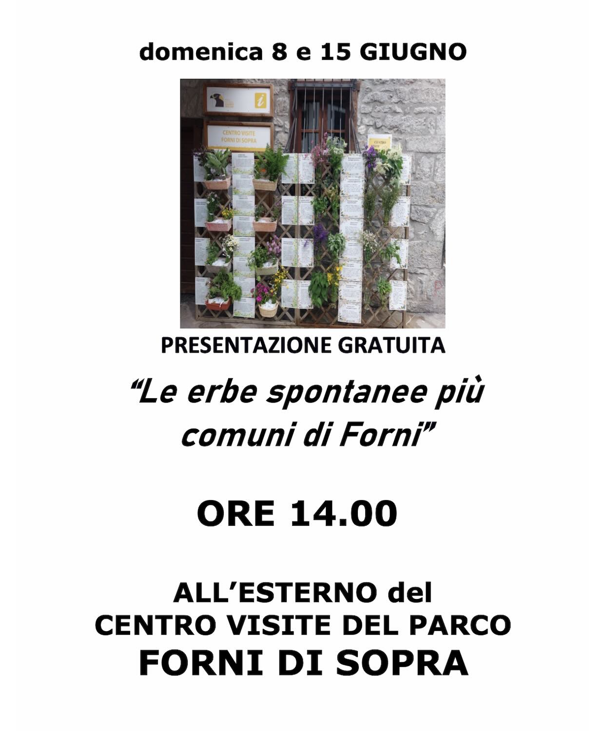 presentazione erbe spontanee