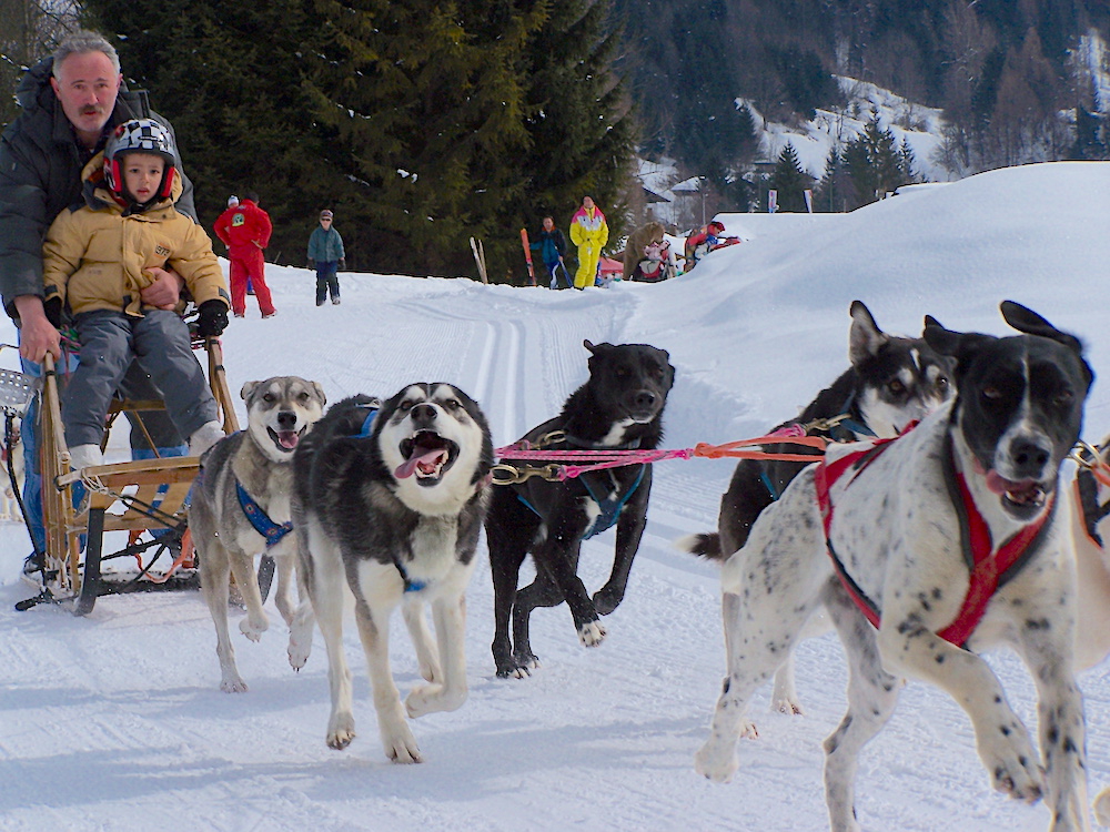 sleddog enzo pavoni 2005 sleddog enzo pavoni 2005