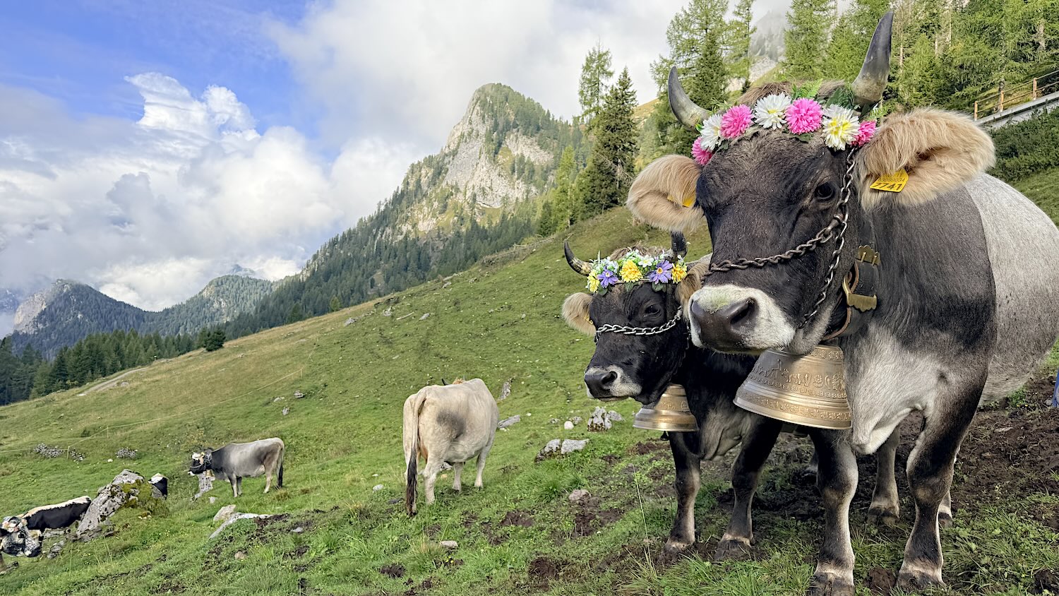 Festa delle transumanza
