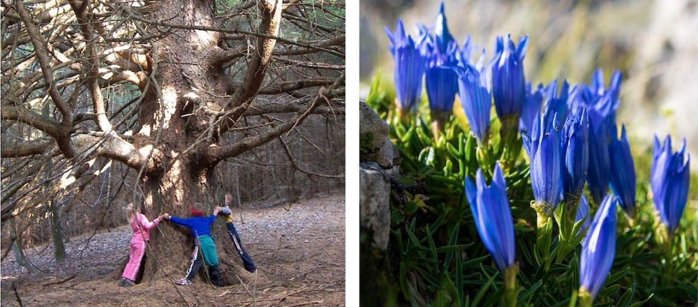 vegetazione parco dolomiti friulane