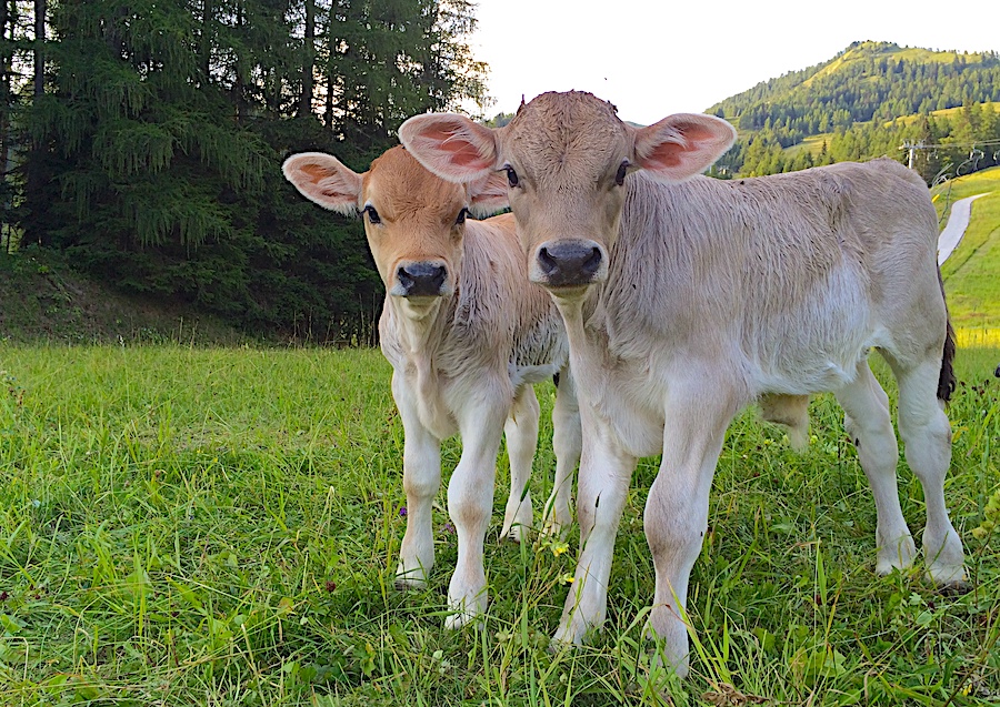 vitellini malga varmost vitellini malga varmost