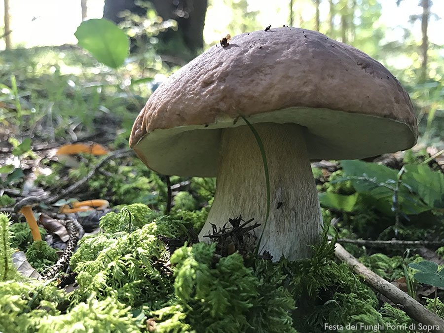 Programma Festa dei Funghi